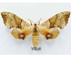 Attēlu rezultāti vaicājumam “Smerinthus ocellata”