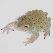 Attēlu rezultāti vaicājumam “Bufo bufo juvenile”