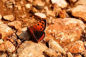 Attēlu rezultāti vaicājumam “Lycaena phlaeas female”