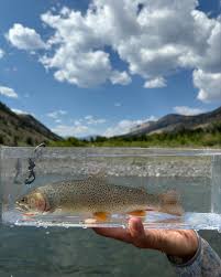 Image result for Oncorhynchus clarkii