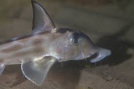 Image result for Callorhinchus capensis