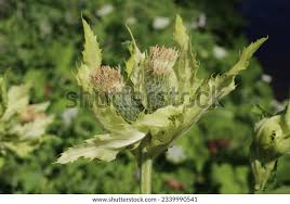 Attēlu rezultāti vaicājumam “Cirsium oleraceum leaf”