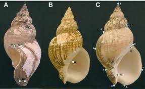 Image result for Buccinum undatum