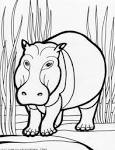 Hippo coloring page
