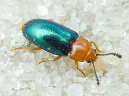 Attēlu rezultāti vaicājumam “Triplax aenea”