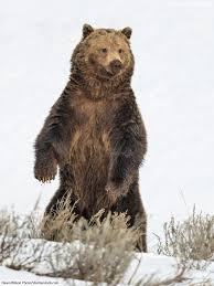Image result for brown bear