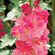 Image result for Alcea rosea `Appleblossom`