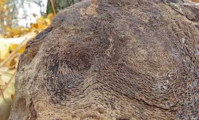 Attēlu rezultāti vaicājumam “Xylographa paralella”