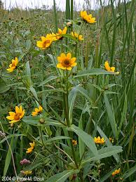 Attēlu rezultāti vaicājumam “Bidens cernua flower”