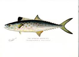 Image result for Scomberomorus maculatus