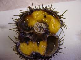 Image result for Strongylocentrotus droebachiensis