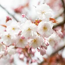 Attēlu rezultāti vaicājumam “Prunus padus var. roseiflora flower”