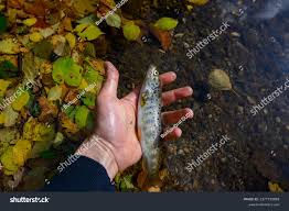 Image result for Salmo macrostigma