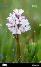Attēlu rezultāti vaicājumam “Menyanthes trifoliata”