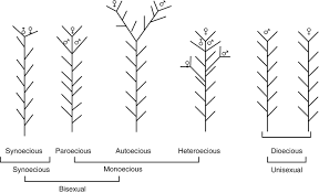 Attēlu rezultāti vaicājumam “Bryoerythrophyllum recurvirostrum sporophyte”
