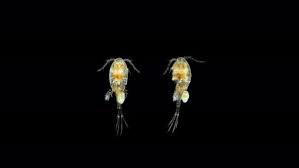 Attēlu rezultāti vaicājumam “Copepoda”