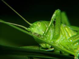 Attēlu rezultāti vaicājumam “Tettigonia cantans”