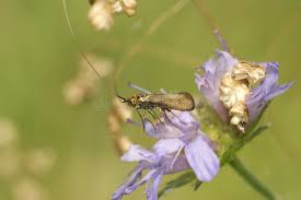 Attēlu rezultāti vaicājumam “Nemophora metallica”