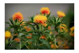 Image result for Carthamus tinctorius