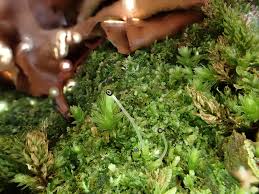 Attēlu rezultāti vaicājumam “Lophocolea minor”