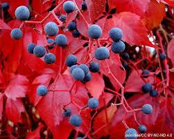 Attēlu rezultāti vaicājumam “Parthenocissus quinquefolia fruit”