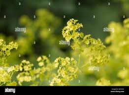 Attēlu rezultāti vaicājumam “Alchemilla vulgaris aggr. flower”