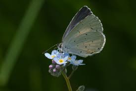 Attēlu rezultāti vaicājumam “Celastrina argiolus underside”