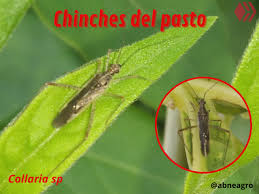 Attēlu rezultāti vaicājumam “Collaria sp.”