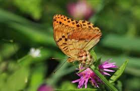 Attēlu rezultāti vaicājumam “Argynnis laodice male”
