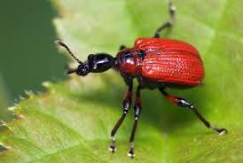 Attēlu rezultāti vaicājumam “Glischrochilus quadripunctatus imago”