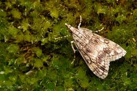 Attēlu rezultāti vaicājumam “Eudonia lacustrata”