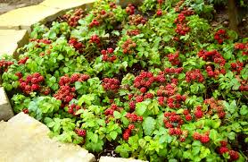 Attēlu rezultāti vaicājumam “Rubus arcticus”