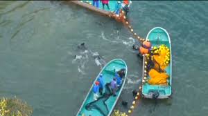 Image result for japan dolphin slaughter