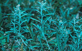 Attēlu rezultāti vaicājumam “Cnidium dubium leaf”