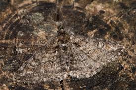 Attēlu rezultāti vaicājumam “Cleora cinctaria”