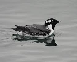 Image result for Synthliboramphus antiquus