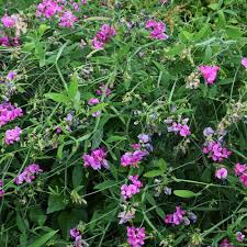 Attēlu rezultāti vaicājumam “Lathyrus latifolius fruit”