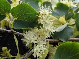 Attēlu rezultāti vaicājumam “Tilia cordata flower”