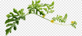 Attēlu rezultāti vaicājumam “Citrullus lanatus leaf”