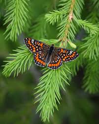 Attēlu rezultāti vaicājumam “Euphydryas maturna”