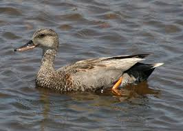 Attēlu rezultāti vaicājumam “Anas strepera”