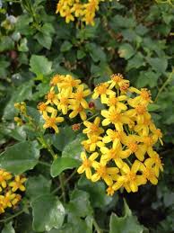 Attēlu rezultāti vaicājumam “Senecio”