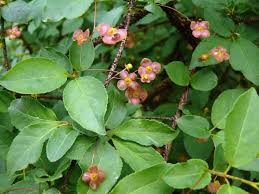 Attēlu rezultāti vaicājumam “Euonymus verrucosus”