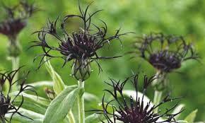 Attēlu rezultāti vaicājumam “Centaurea scabiosa fruit”