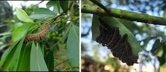 Attēlu rezultāti vaicājumam “Comatricha pulchella stalked”