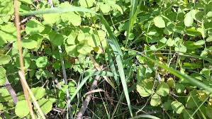 Attēlu rezultāti vaicājumam “Bromopsis inermis fruit”