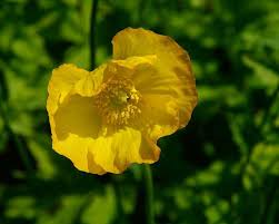 Image result for Meconopsis cambrica