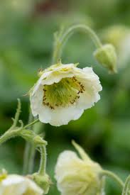 Attēlu rezultāti vaicājumam “Galium rivale flower”