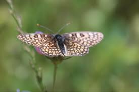 Attēlu rezultāti vaicājumam “Melitaea cinxia upperside”