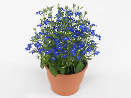 Image result for Lobelia erinus
